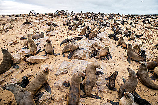 岬角,毛皮,海豹,鳍足动物,自然保护区,骷髅海岸,克罗斯角,纳米比亚