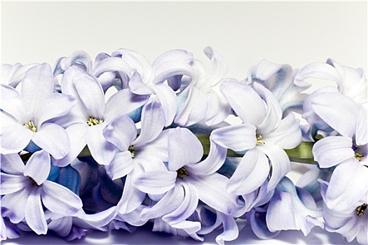 隔绝,簇,花,紫罗兰,丁香,白色背景,背景