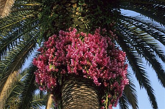 利古里亚,仙人掌,花,棕榈树