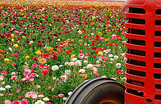 花圃,红色,拖拉机,前景
