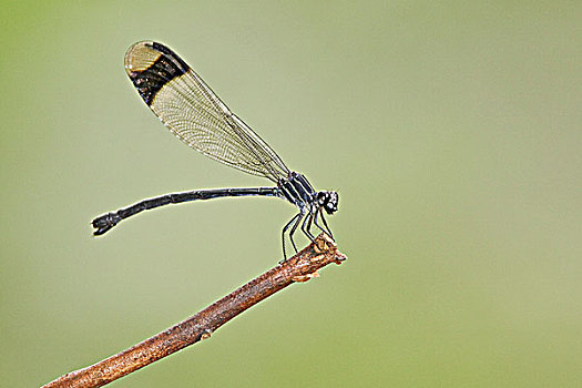 蜻蛉,国家公园,东南部,厄瓜多尔