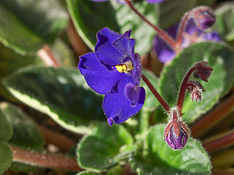 堇菜属,紫罗兰,花
