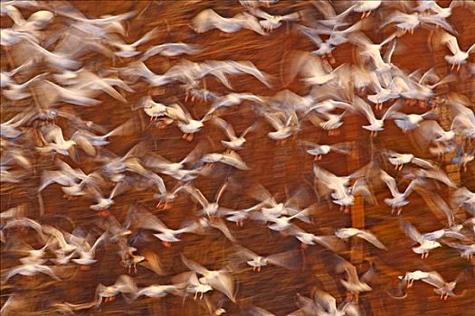大黑背鸥,银鸥,成群,飞,谢菲尔德,安那波利斯谷地,新斯科舍省,加拿大