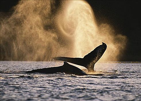 阿拉斯加,通加斯国家森林,两个,驼背鲸,平面