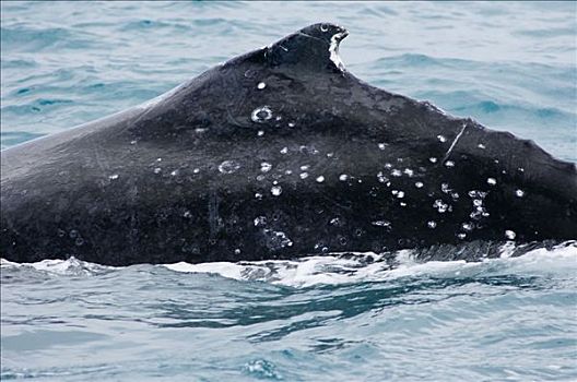驼背鲸,大翅鲸属,鲸鱼,背鳍,岛屿,巴西