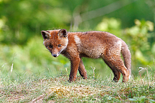 红色,狐狸,幼兽,站立,草地