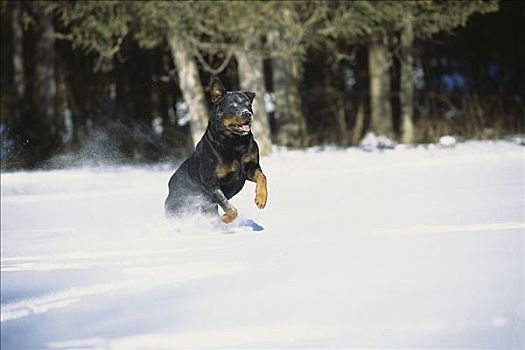 罗特韦尔犬,狗,成年,雪