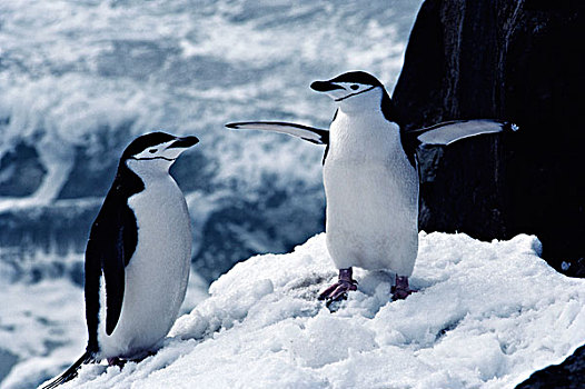 南极,半岛,帽带企鹅,站立,山,大幅,尺寸
