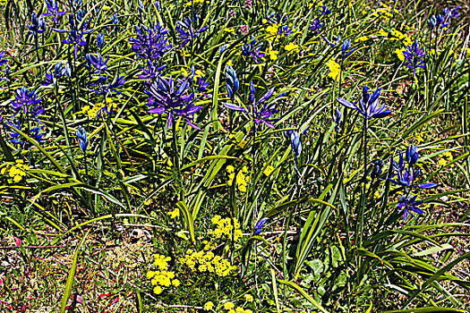 蓝色,植物,维多利亚,温哥华岛,不列颠哥伦比亚省,加拿大
