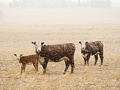 牲畜,赫里福德,牛肉,母牛,幼兽,春天,暴风雪,干燥,季节,草场,艾伯塔省,加拿大