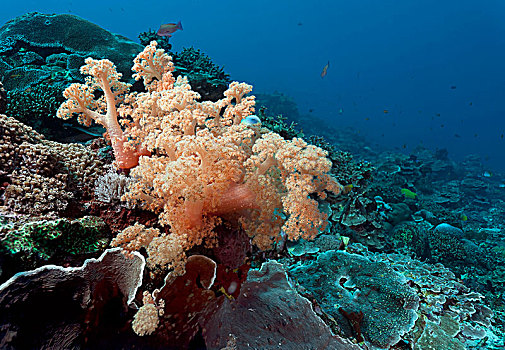 橘树,珊瑚,巴厘岛,印度尼西亚,亚洲
