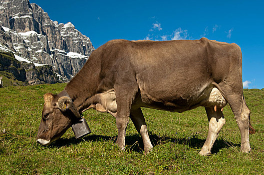 母牛,放牧,草场,格拉鲁斯,阿尔卑斯山,瑞士,欧洲