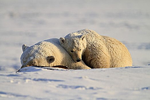 北美,美国,阿拉斯加,北方,北极,野生动植物保护区,北极熊