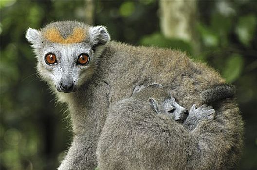 冠,狐猴,女性,睡觉,幼仔,安卡拉那特别保护区,马达加斯加