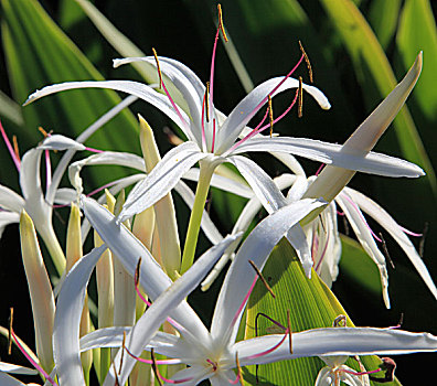 夏威夷,毛伊岛,花