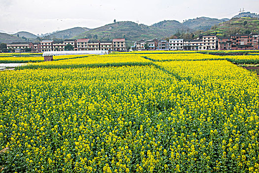 重庆南川区重庆市南川区三秀万亩油菜花海