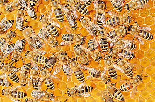 生物群,蜜蜂,清新,蜂窝,蜂蜜