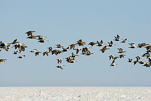 楚科奇海,岸边,手推车,阿拉斯加,国王,绒鸭,欧绒鸭,鸭子,飞行,上方,浮冰,春天,迁徙