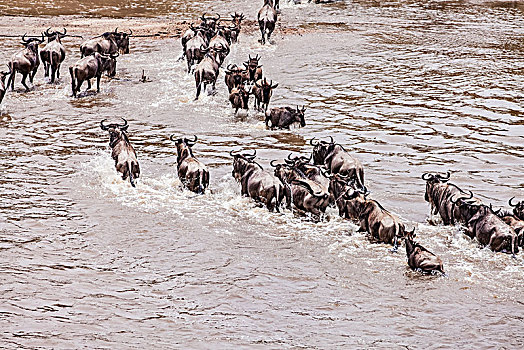 坦桑尼亚塞伦盖蒂草原角马生态环境