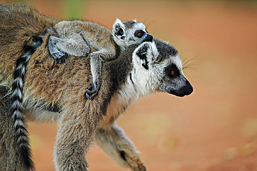 节尾狐猴,狐猴,母亲,幼仔,马达加斯加