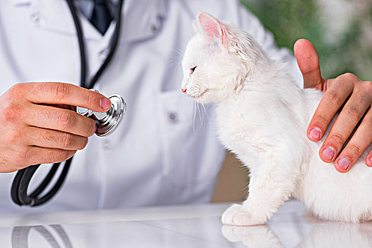 白色,小猫,兽医,检查