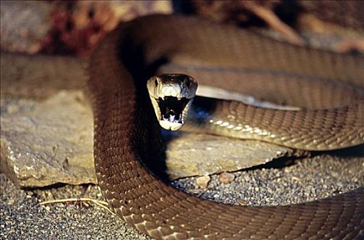 黑色,非洲产毒蛇