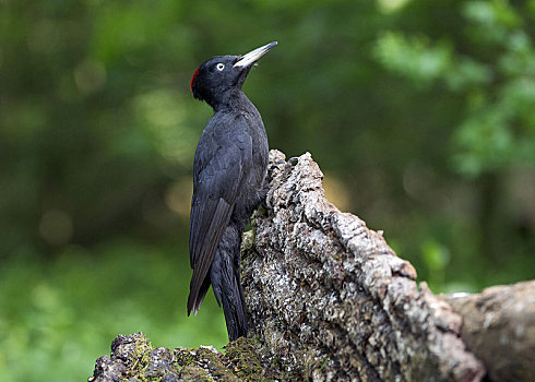 黑啄木鸟,成年,女性,栖息,原木上,树林,霍尔特巴杰,国家公园,德克萨斯,匈牙利,欧洲