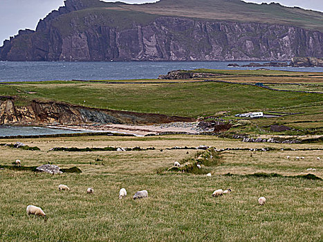 绵羊,爱尔兰,西海岸