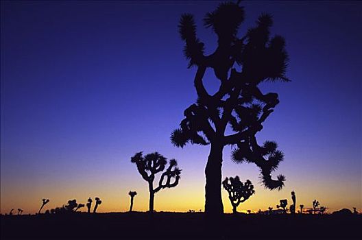 约书亚树,短叶丝兰,国家公园,加利福尼亚,美国