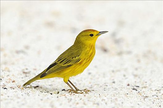 黄色,鸣禽,西班牙岛,加拉帕戈斯,厄瓜多尔,南美
