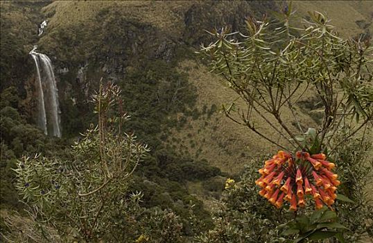 盛开,瀑布,后面,国家公园,安迪斯山脉,厄瓜多尔,南美