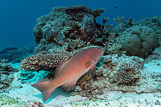 珊瑚礁鱼类名称和图片图片