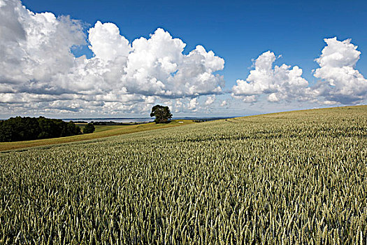 玉米田,小麦,梅克伦堡前波莫瑞州,德国,欧洲