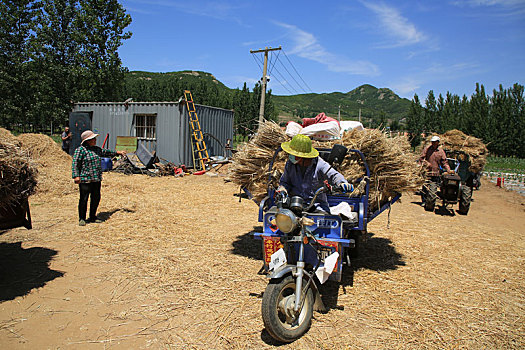 小麦陆续成熟,村民抢收小麦确保颗粒归仓