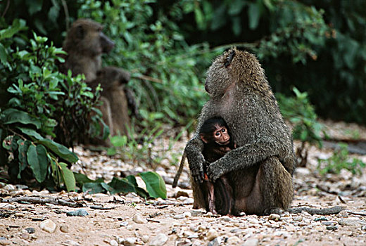 坦桑尼亚,冈贝河国家公园,东非狒狒,搂抱,大幅,尺寸