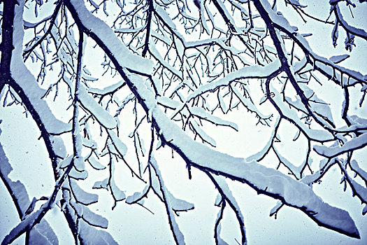积雪,树枝