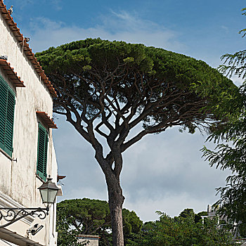 树,房子,天空,卡普里岛,坎帕尼亚区,意大利