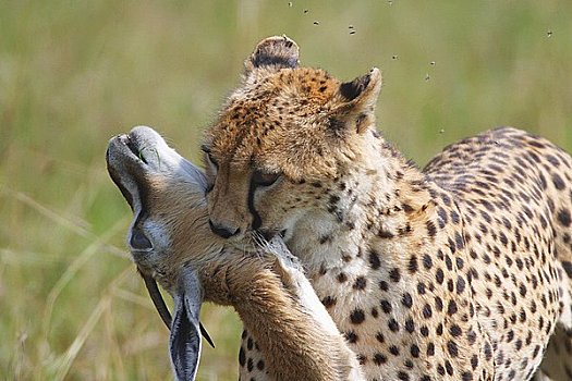印度豹,杀,捕食,马赛马拉,肯尼亚,东非