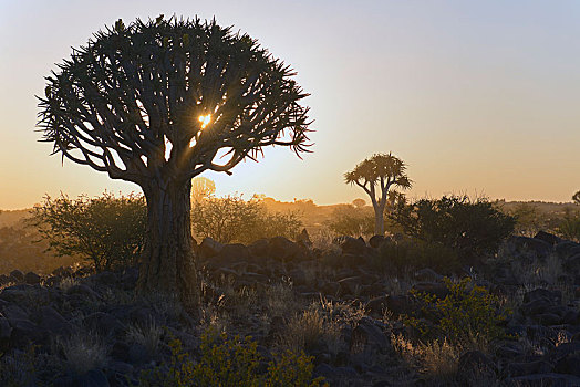 抖树,二歧芦荟,日落,基特曼斯胡普,区域,纳米比亚,非洲