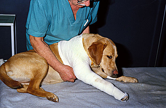 狗,兽医,外科手术,成年,包绷带,腿,肩部