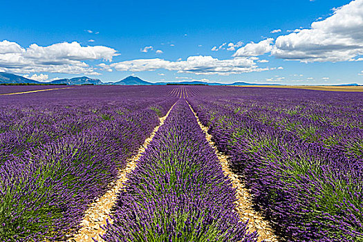 排,盛开,紫色,薰衣草,瓦伦索高原,法国,欧洲