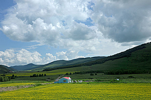 内蒙古科尔沁右翼前旗草原上盛开的油菜花