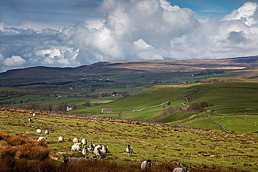 绵羊,放牧,土地,乌云,接近,英格兰