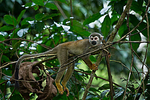 普通,松鼠猴,国家公园,亚马逊雨林,厄瓜多尔,南美
