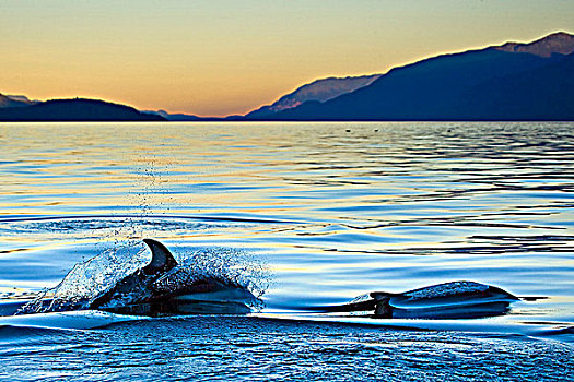 太平洋,白色,海豚,约翰斯顿海峡,北方,温哥华岛,不列颠哥伦比亚省,加拿大