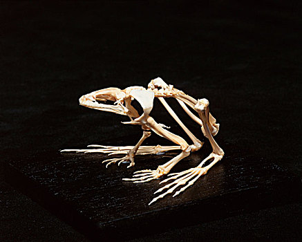 青蛙,骨骼,棚拍