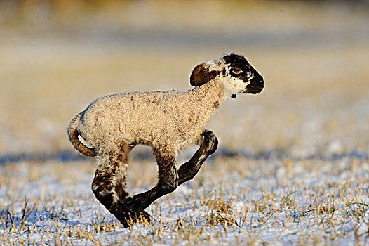 羊羔,跑,雪,草地