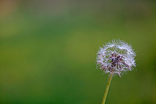 白色的蒲公英