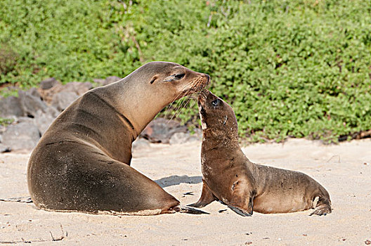 加拉帕戈斯,海狮,加拉帕戈斯海狮,母亲,幼仔,依偎,加拉帕戈斯群岛,厄瓜多尔