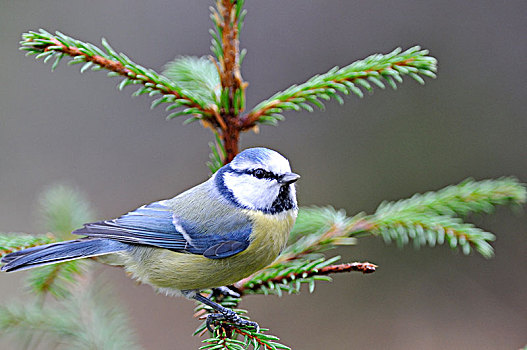 蓝冠山雀,云杉,瑞典